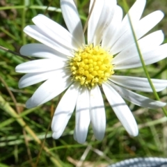 Brachyscome graminea (Grass Daisy) at Bolaro, NSW - 16 Feb 2022 by DavidMcKay