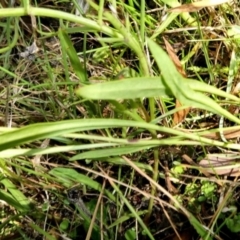 Brachyscome graminea at Bolaro, NSW - 16 Feb 2022 12:32 AM