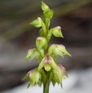 Corunastylis pumila at Vincentia, NSW - suppressed