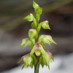 Unidentified Orchid (TBC) at Vincentia, NSW - 18 Feb 2022 by AnneG1