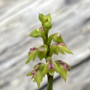 Corunastylis pumila at Vincentia, NSW - suppressed