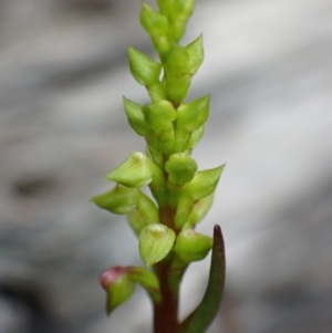 Corunastylis pumila at Vincentia, NSW - suppressed