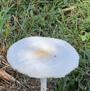 Macrolepiota dolichaula at Molonglo Valley, ACT - 3 Feb 2022