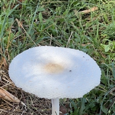 Macrolepiota dolichaula (Macrolepiota dolichaula) at Molonglo River Reserve - 3 Feb 2022 by Wendyp5