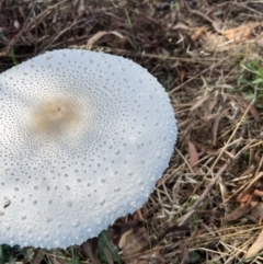 Macrolepiota dolichaula at Molonglo Valley, ACT - 3 Feb 2022