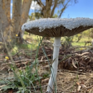 Macrolepiota dolichaula at Molonglo Valley, ACT - 3 Feb 2022