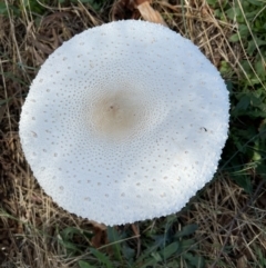 Macrolepiota dolichaula at Molonglo Valley, ACT - 3 Feb 2022