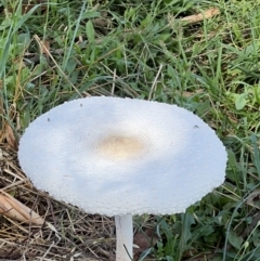 Macrolepiota dolichaula at Molonglo Valley, ACT - 3 Feb 2022 12:28 PM