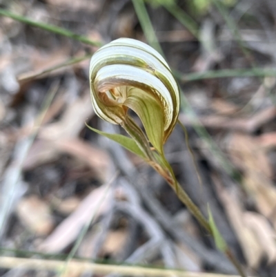 Diplodium ampliatum (Large Autumn Greenhood) at Bruce Ridge to Gossan Hill - 19 Feb 2022 by Wendyp5