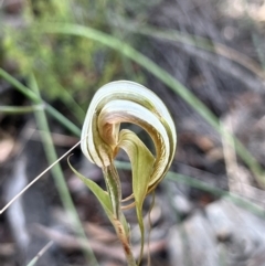 Diplodium ampliatum at Bruce, ACT - suppressed