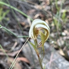 Diplodium ampliatum at Bruce, ACT - suppressed