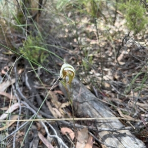 Diplodium ampliatum at Bruce, ACT - suppressed