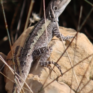 Amphibolurus muricatus at Gundaroo, NSW - 19 Feb 2022