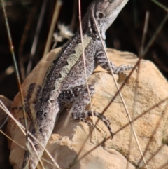 Amphibolurus muricatus (Jacky Lizard) at Gundaroo, NSW - 19 Feb 2022 by Gunyijan