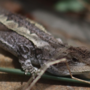 Amphibolurus muricatus at Gundaroo, NSW - 19 Feb 2022 03:45 PM