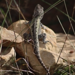 Amphibolurus muricatus at Gundaroo, NSW - 19 Feb 2022 03:45 PM