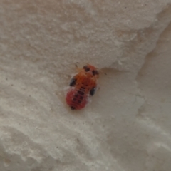 Hyalinaspis sp. (genus) (Eucalyptus psyllid) at Molonglo Valley, ACT - 6 Feb 2022 by Amata