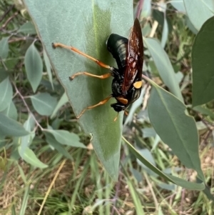 Perga sp. (genus) at Murrumbateman, NSW - 19 Feb 2022