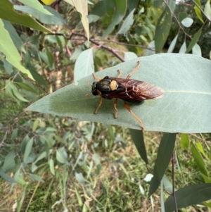 Perga sp. (genus) at Murrumbateman, NSW - 19 Feb 2022