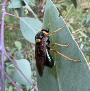 Perga sp. (genus) at Murrumbateman, NSW - 19 Feb 2022