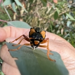 Perga sp. (genus) at Murrumbateman, NSW - 19 Feb 2022
