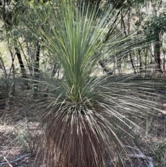 Xanthorrhoea glauca subsp. angustifolia (Grey Grass-tree) at Cotter River, ACT - 19 Feb 2022 by JaneR