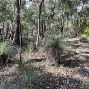 Xanthorrhoea glauca subsp. angustifolia at Cotter River, ACT - suppressed