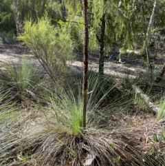 Xanthorrhoea glauca subsp. angustifolia at Cotter River, ACT - suppressed