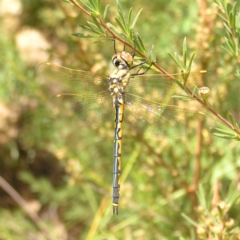 Hemicordulia tau (Tau Emerald) at Block 402 - 19 Feb 2022 by MatthewFrawley