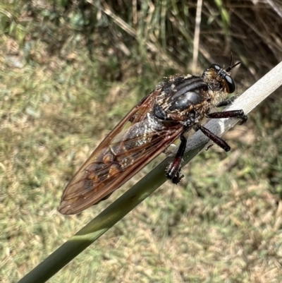 Chrysopogon muelleri (Robber fly) at Murrumbateman, NSW - 19 Feb 2022 by SimoneC