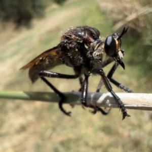 Chrysopogon muelleri at Murrumbateman, NSW - 19 Feb 2022 12:47 PM