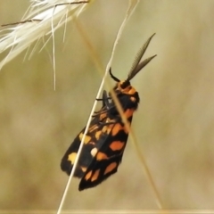 Asura lydia (Lydia Lichen Moth) at Mulligans Flat - 19 Feb 2022 by JohnBundock