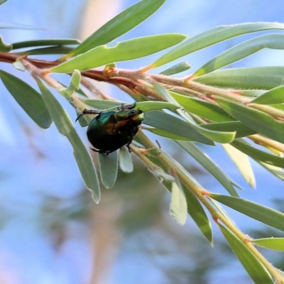 Repsimus manicatus montanus (Green nail beetle) at Wodonga Regional Park - 18 Feb 2022 by KylieWaldon