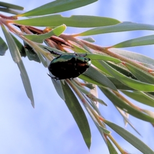 Repsimus manicatus montanus at Bandiana, VIC - 19 Feb 2022