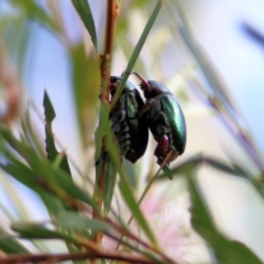 Repsimus manicatus montanus at Bandiana, VIC - 19 Feb 2022