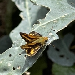 Ocybadistes walkeri (Green Grass-dart) at Macgregor, ACT - 19 Feb 2022 by APB