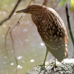 Nycticorax caledonicus at Bandiana, VIC - 19 Feb 2022