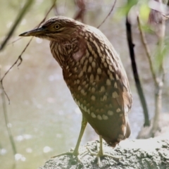 Nycticorax caledonicus at Bandiana, VIC - 19 Feb 2022 07:54 AM