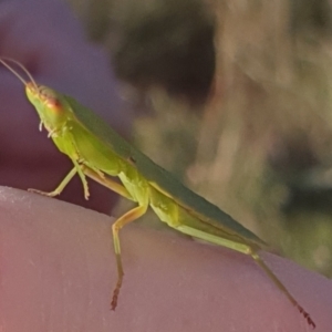 Orthodera ministralis at Gundaroo, NSW - 19 Feb 2022