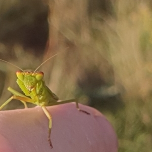 Orthodera ministralis at Gundaroo, NSW - 19 Feb 2022 06:41 PM