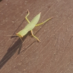 Orthodera ministralis at Gundaroo, NSW - 19 Feb 2022