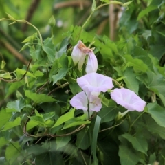 Calystegia sepium (Swamp Bindweed) at Killara, VIC - 19 Feb 2022 by KylieWaldon