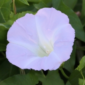 Calystegia sepium at Killara, VIC - 19 Feb 2022