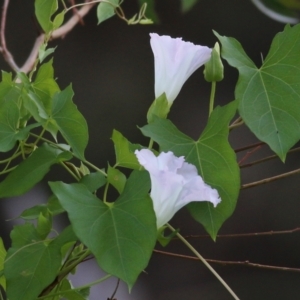 Calystegia sepium at Killara, VIC - 19 Feb 2022 06:58 AM