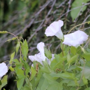 Calystegia sepium at Killara, VIC - 19 Feb 2022 06:58 AM