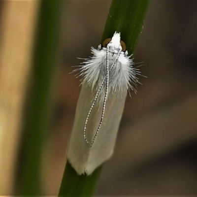 Tipanaea patulella (A Crambid moth) at Mulligans Flat - 19 Feb 2022 by JohnBundock