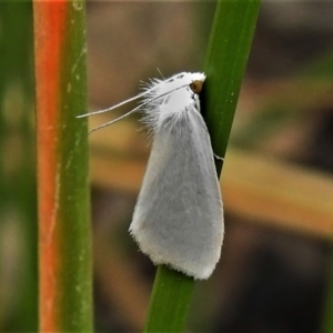 Tipanaea patulella at Forde, ACT - 19 Feb 2022