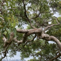 Angophora costata (Rusty Gum, Smooth-barked Apple) at Vaucluse, NSW - 18 Feb 2022 by JoelCallaghan