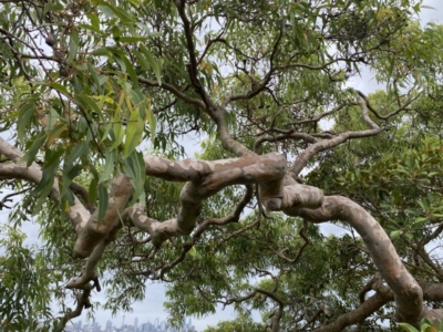 Angophora costata (Rusty Gum, Smooth-barked Apple) at Vaucluse, NSW - 18 Feb 2022 by JoelCallaghan