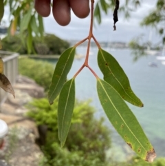 Angophora costata at Vaucluse, NSW - 19 Feb 2022